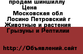 продам шиншиллу  › Цена ­ 3 000 - Московская обл., Лосино-Петровский г. Животные и растения » Грызуны и Рептилии   